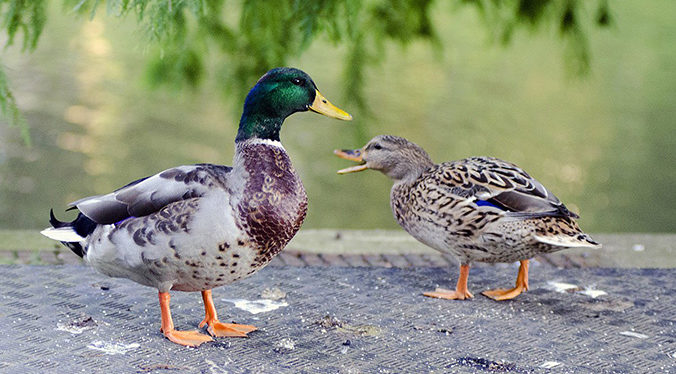 Kronenburgerpark | Foto © Henk Beenen